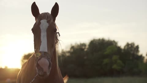 Flaxen Local Moldavian Horse in Moldova