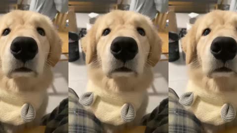 I find that sometimes dogs are really like children except they can't talk
