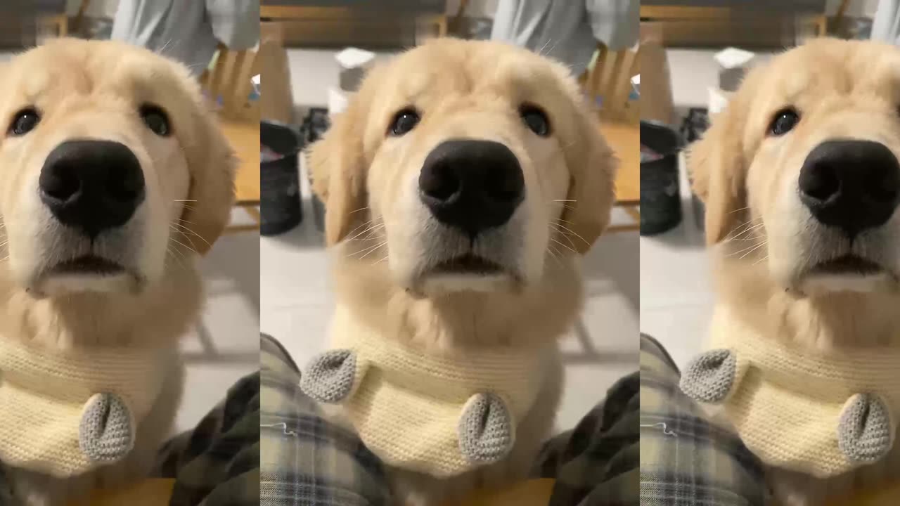 I find that sometimes dogs are really like children except they can't talk