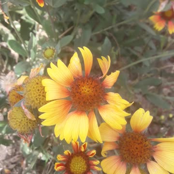 Gaillardia Hooligan