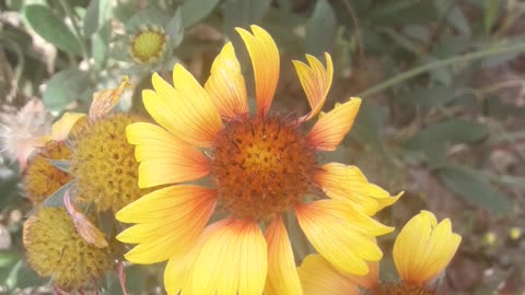 Gaillardia Hooligan