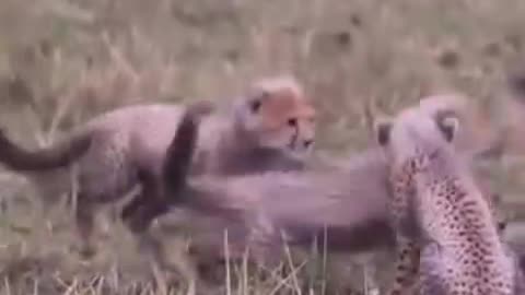 cheetah learns how to hunt.