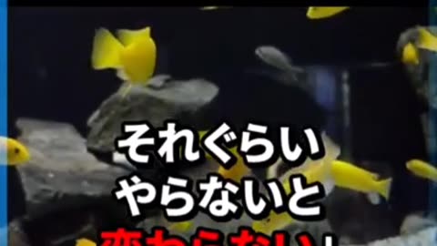 デモのやり方について