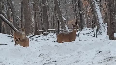 Winter Deer