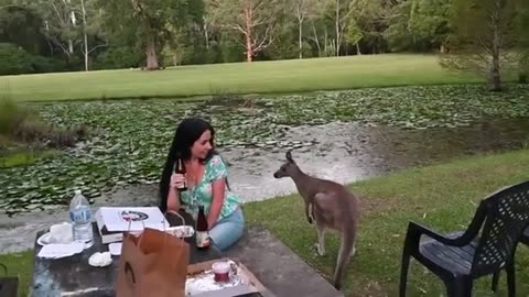 Picnic With kangaroo