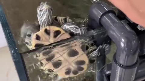 Feeding turtle