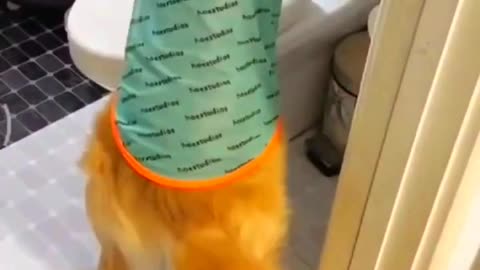 funny dog