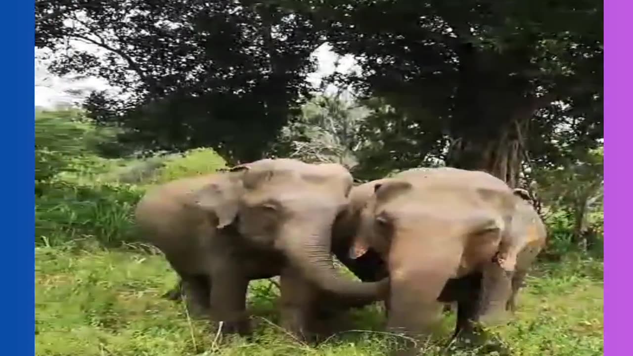 Unbelievable Wild Animal Encounters | Amazing Moments in the Animal Kingdom