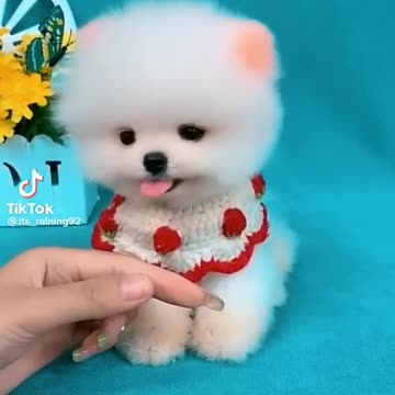 So cute puppy
