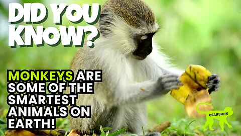 Did You Know That Monkeys are Some of the Smartest Animals on Earth!