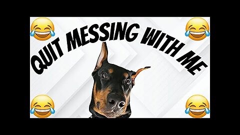 Doberman reacts to a dog howling