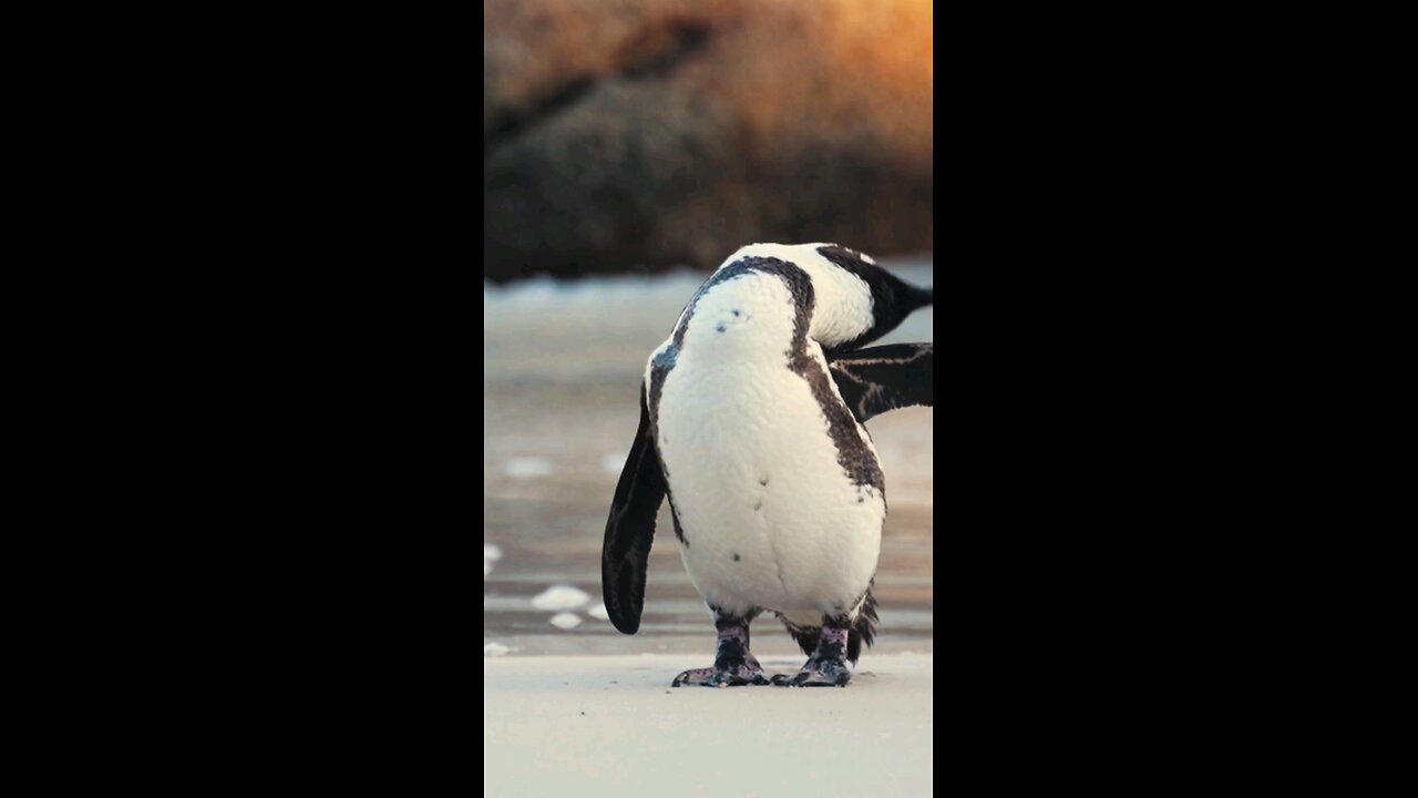 Funny and mischievous penguin😍😍