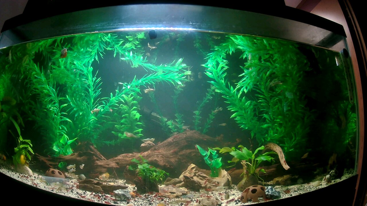 guppy shrimp tank