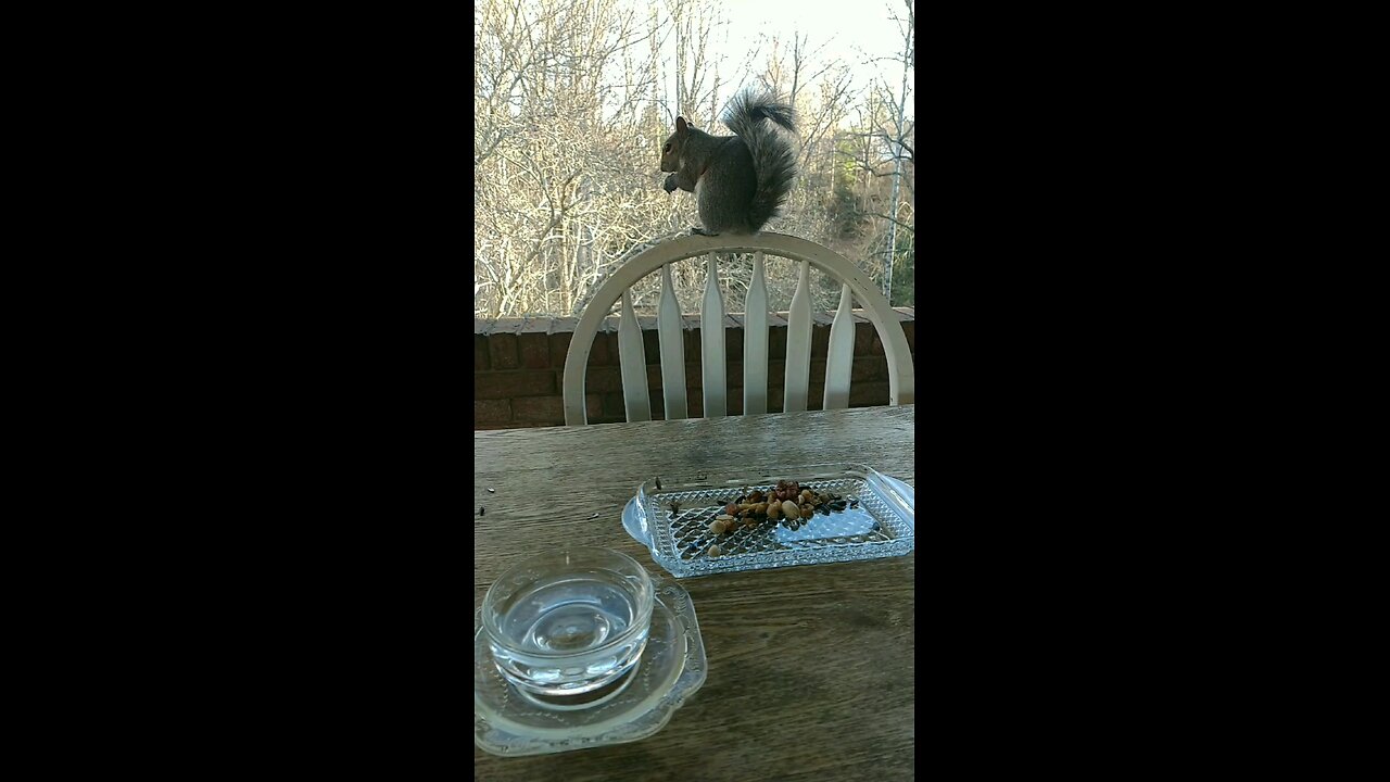 Squirrel Nutty life