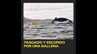 Un joven es tragado y escupido por una ballena en Chile