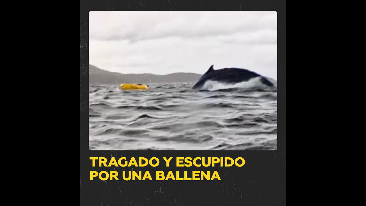 Un joven es tragado y escupido por una ballena en Chile