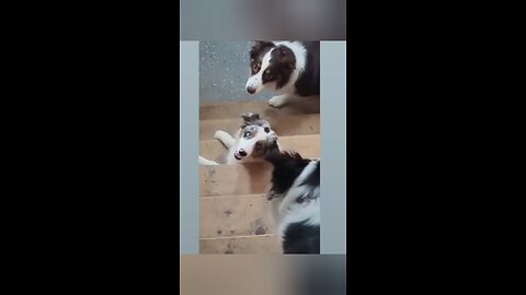 funny animals Video