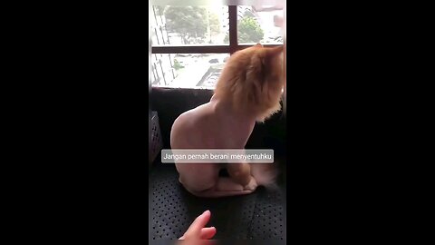 Funny Animal - Funny Haircuts #funnyanimal #funnyshorts #funnycat #cat