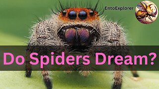 Do Spiders Dream? A Look At The Science