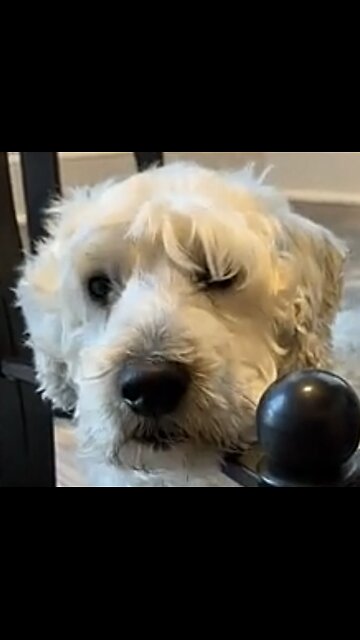 César under the table.