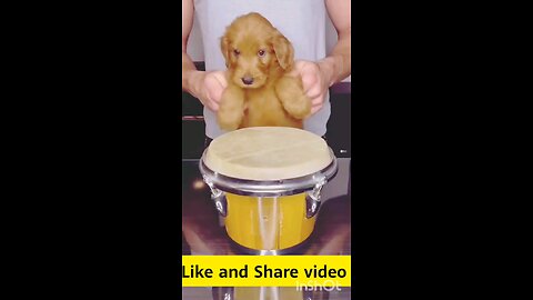 Animals Funny World Video