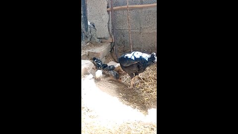 Cute Baby Chicken Farm | Petstreet