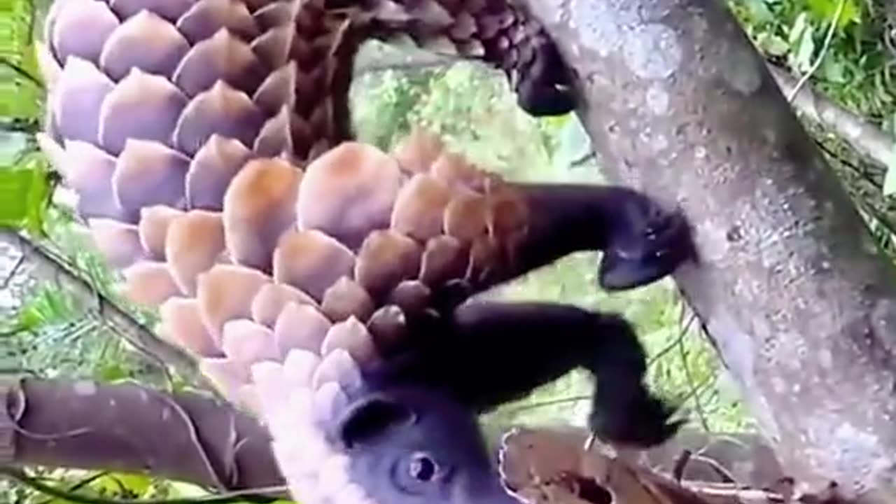 Cute baby animals Videos Compilation cute moment of the animals - Cutest Animals