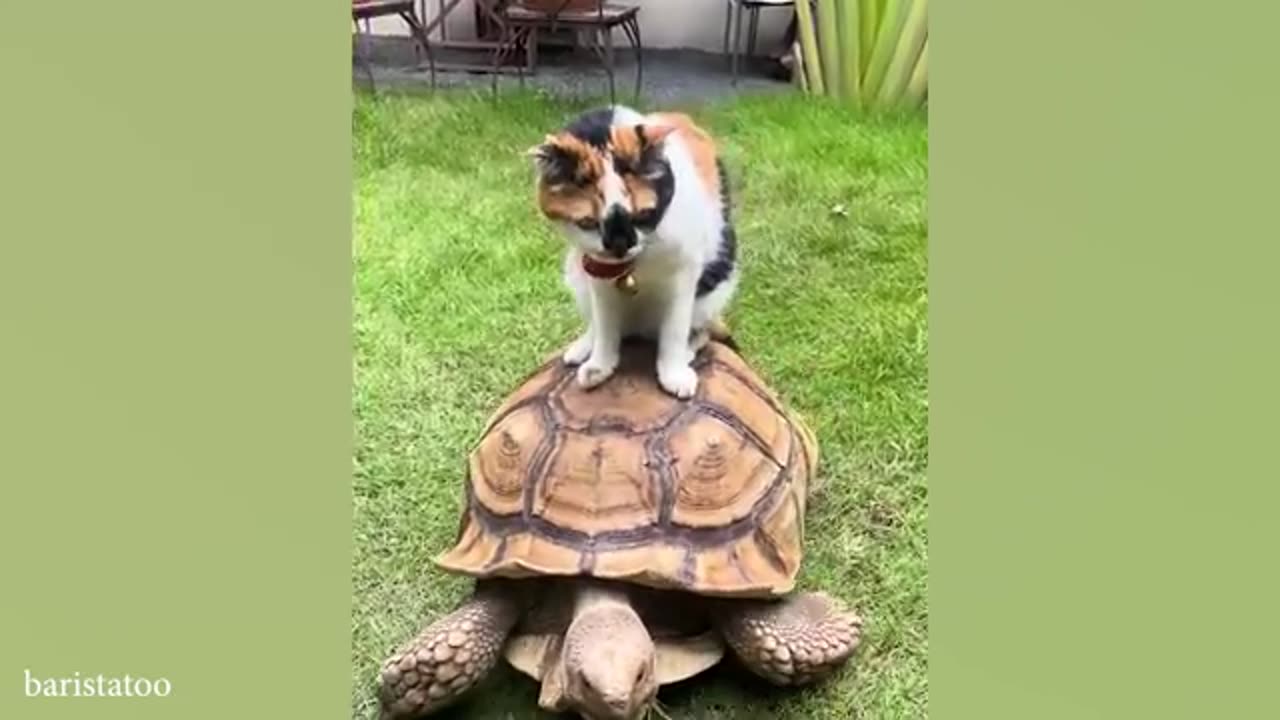 😹 Funny Cats Make Friend with Other Animal