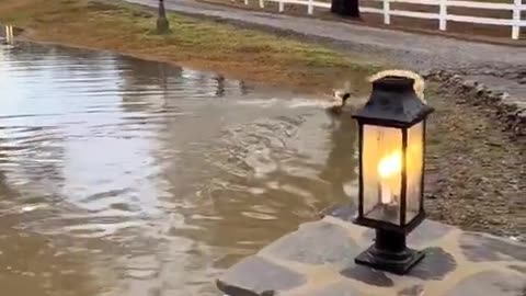 Golden retriever and duck playing with each other is the best thing I've seen today!!