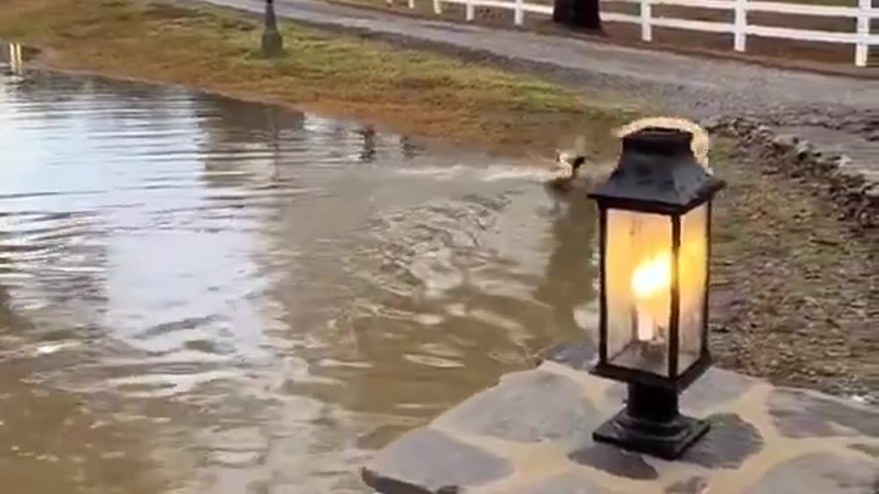 Golden retriever and duck playing with each other is the best thing I've seen today!!