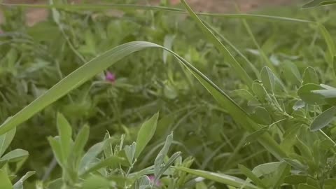 Regenerative soil practices create nutrient dense grass the cows to eat for up to 8 years