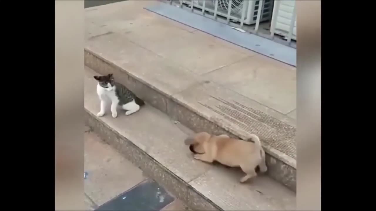 Funny animal fight