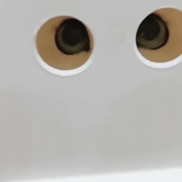 Girl scares cat with ghost, funny video 2025 skc.com 109