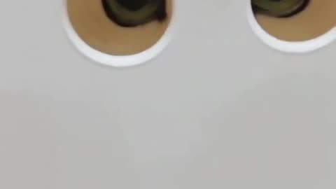 Girl scares cat with ghost, funny video 2025 skc.com 109
