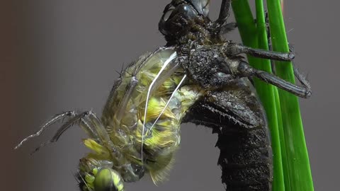 Dragonfly Larva Metamorphosis Time-Lapse