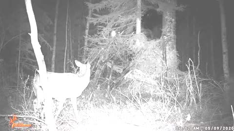 Trail Cam Catches Bigfoot Watching Deer