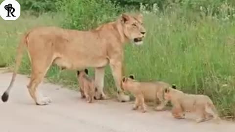 Lion Cub Helps Mom Call For Siblings