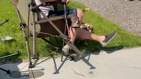 Dog vs. Deer Chaos: Camping Trip Fail! 🏕️😂 (@lisaboucher33)