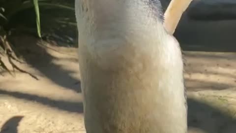 The Galapagos penguin is unique among its brethren in its habitats - the Galapagos Islands