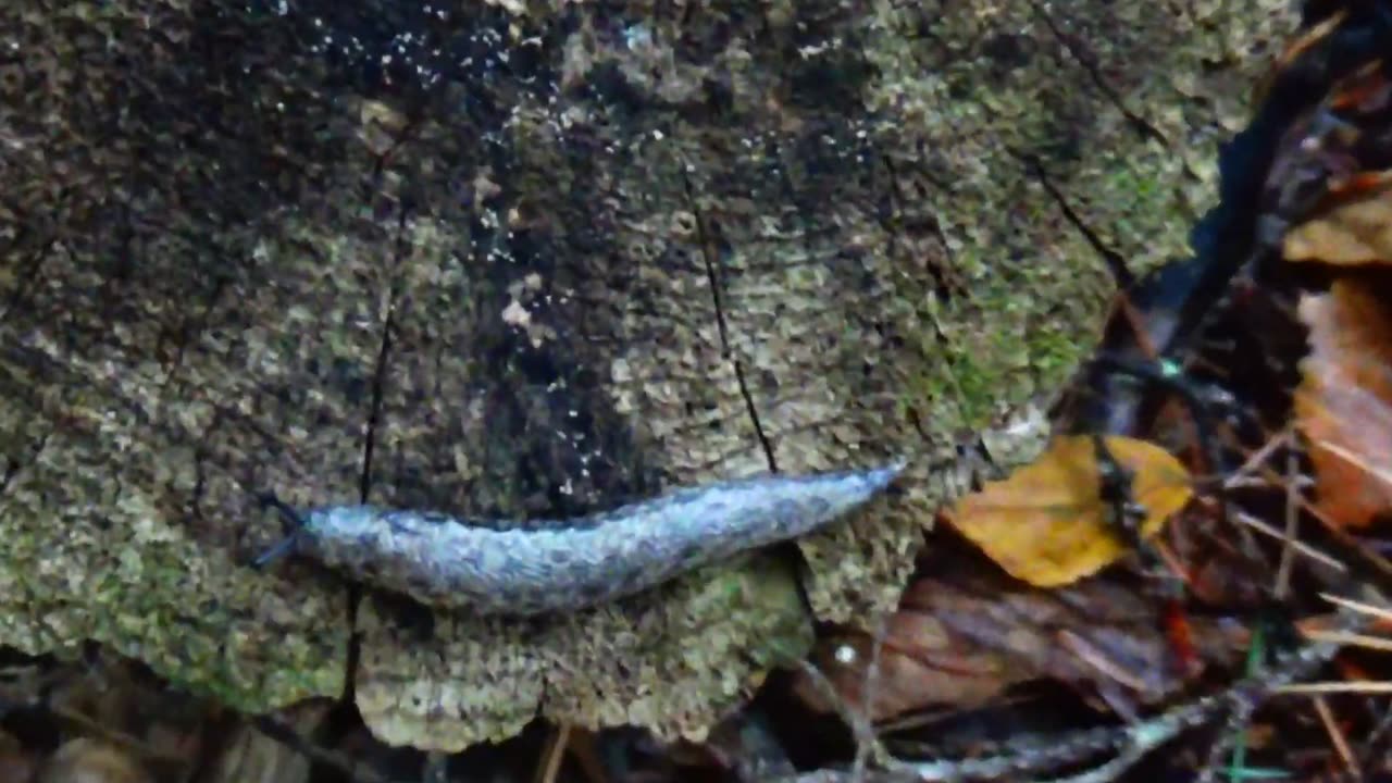 Leopard Slug