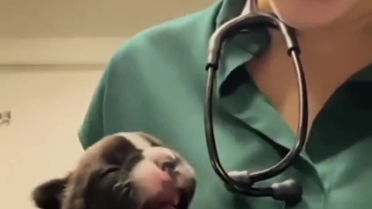 🐾 Hilarious Puppy Struggles to Take Medicine 😂 | Must Watch!