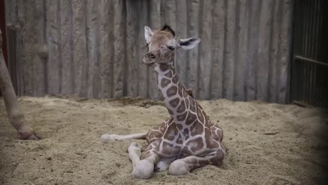 Denver Zoo Conservation Alliance welcomes newborn giraffe!