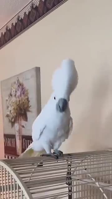 The Amazing Dancing Parrot 🦜😃