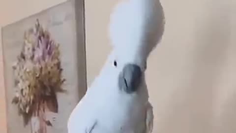 The Amazing Dancing Parrot 🦜😃