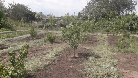 Summer Garden