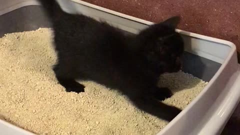 Tommy the playful cat