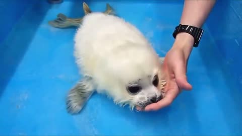 rescued baby seal's first swim lesson