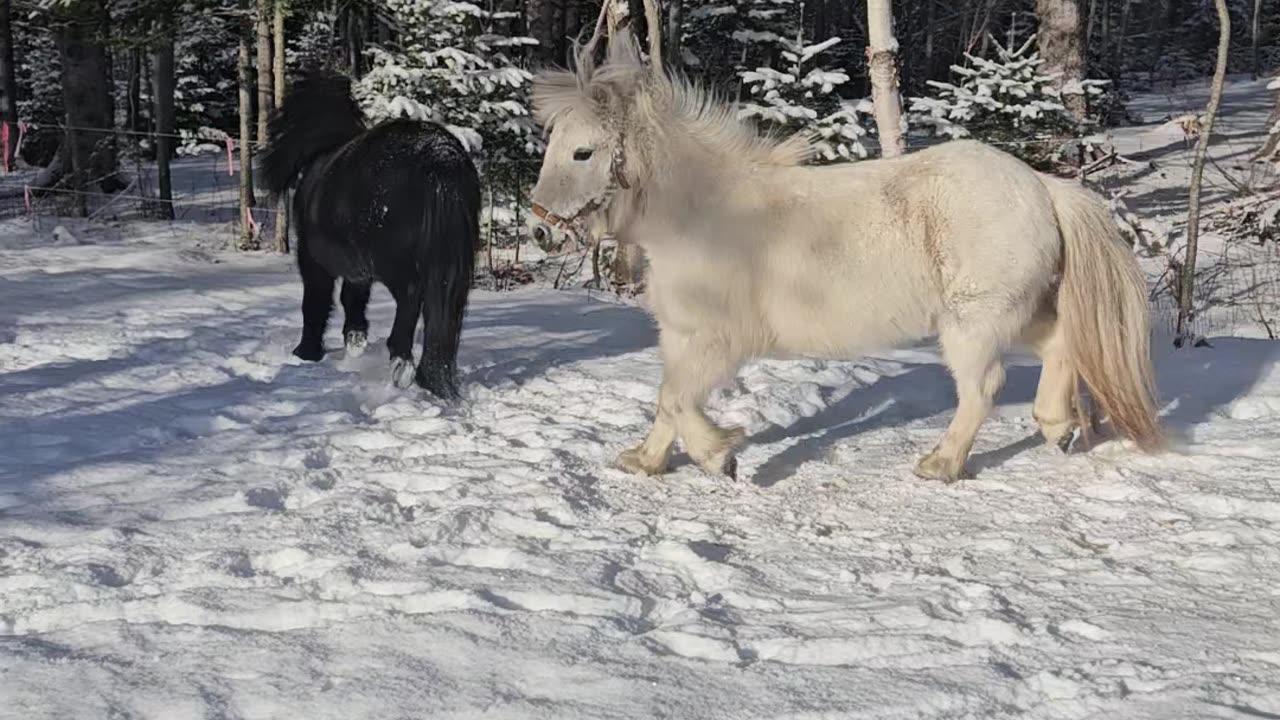 Ponies playing in the snow