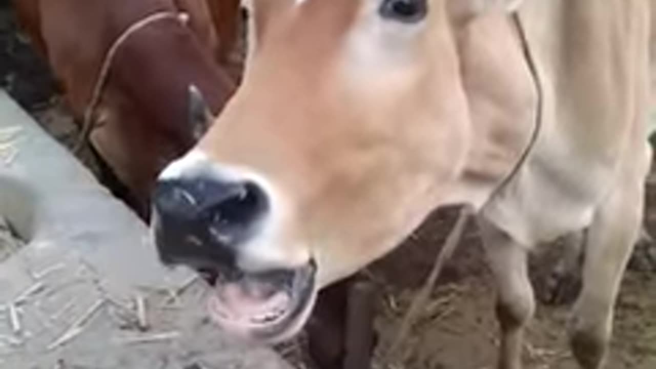 creazy sound of cow #short #shortvideo #village #animals #shortsvideo #cow #sound