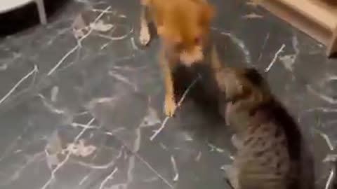 Epic Pet Prank: Cat Tricks Dog Into Taking a Bath!" #EpicPetPrank #CatTricksDog